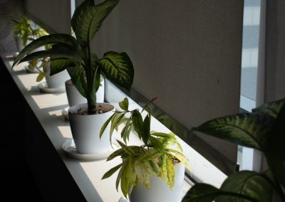 custom-made roller blinds